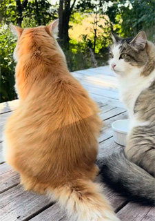 Sibirisk katt Hubble o Ivan